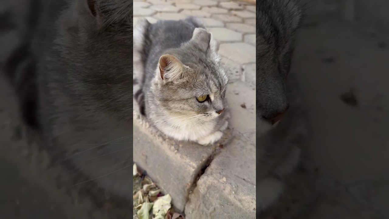 #قطط #cat #catlover #catvideos #cats #catplaying #catlovers #catstory #catshorts #catlife #nature
