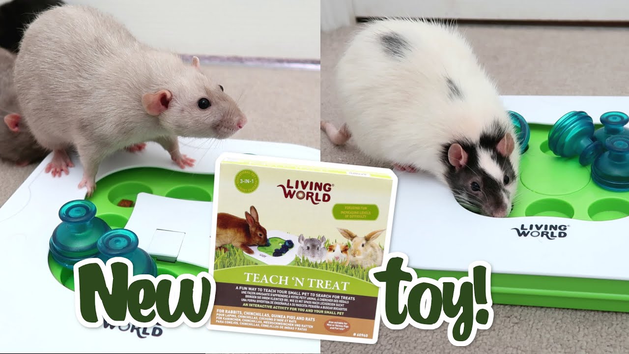 Rats learn to use a new foraging toy!