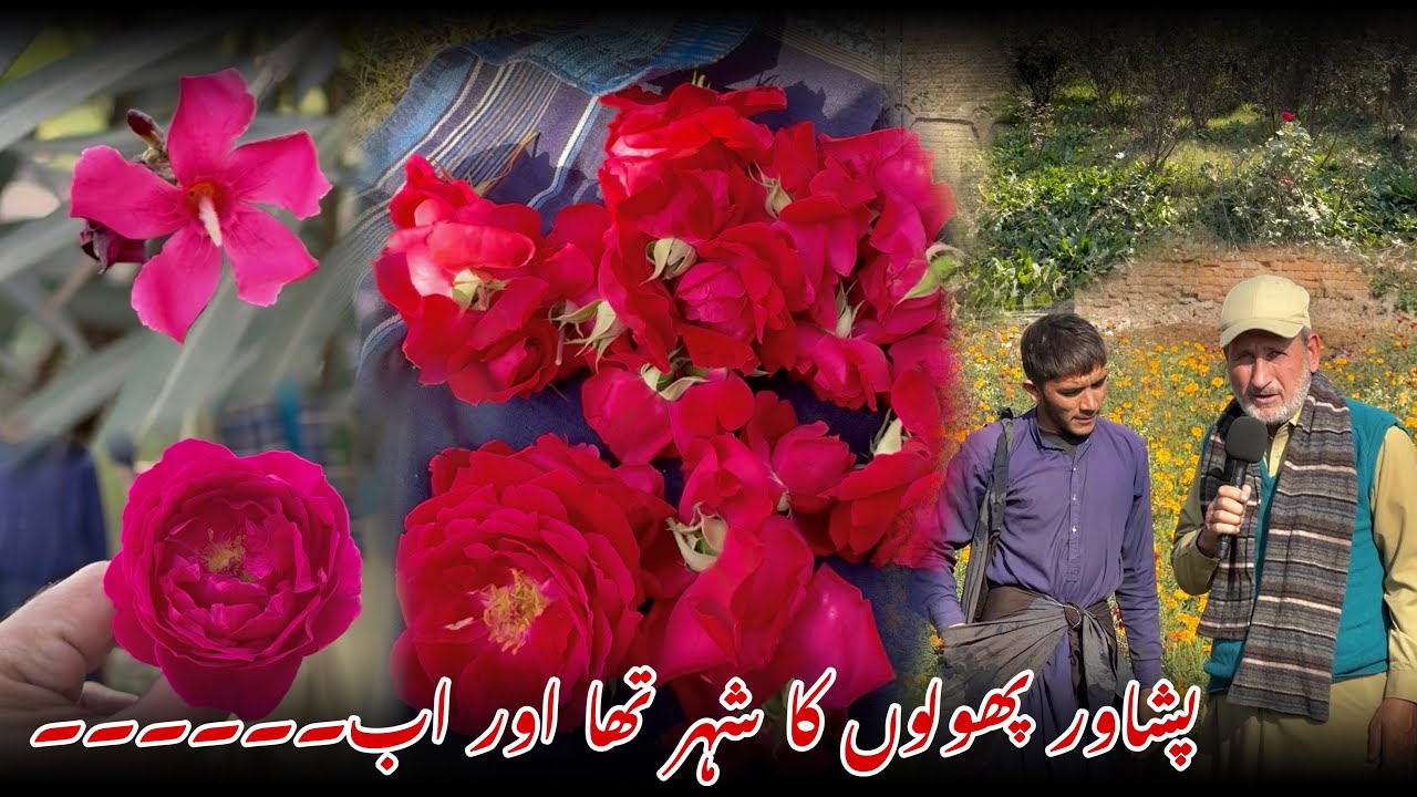 “Peshawar was once the city of flowers, and now….” | Ali Hazrat Bacha 
