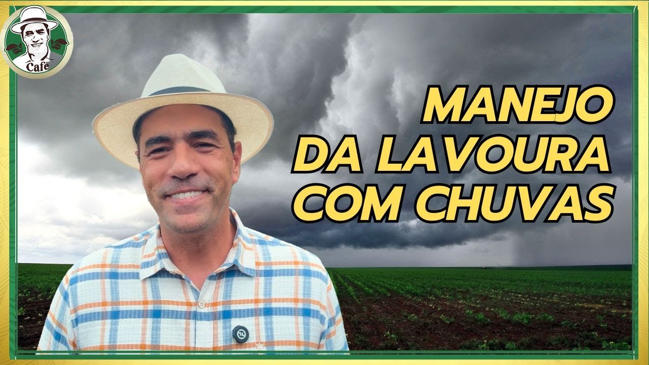 EXCESSO DE CHUVA NO CAFÉ: O QUE PODE DAR ERRADO NA LAVOURA?