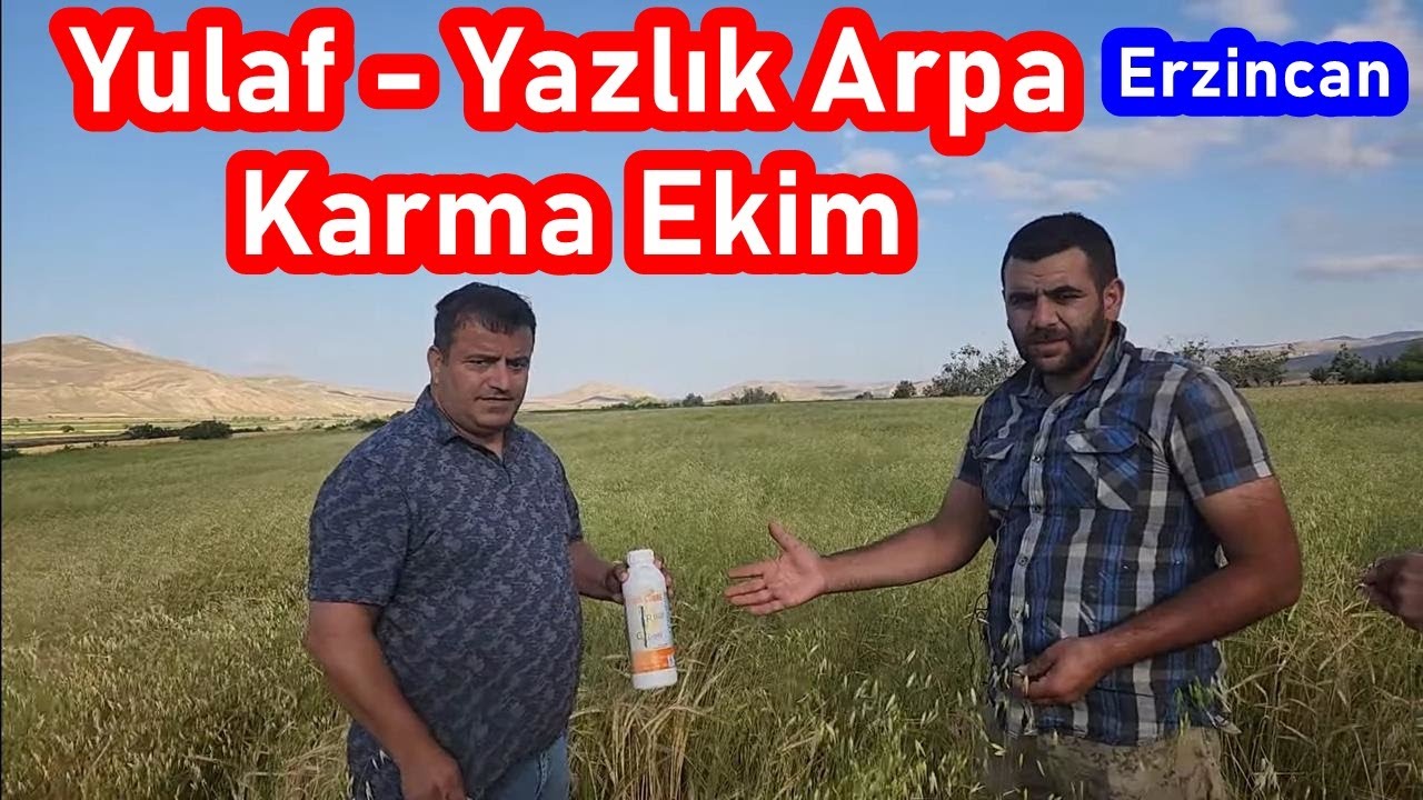 Yulaf-Yazlık Arpa Karma Ekim Tarlada Yapraktan Gübreleme - Yaprak Gübresi