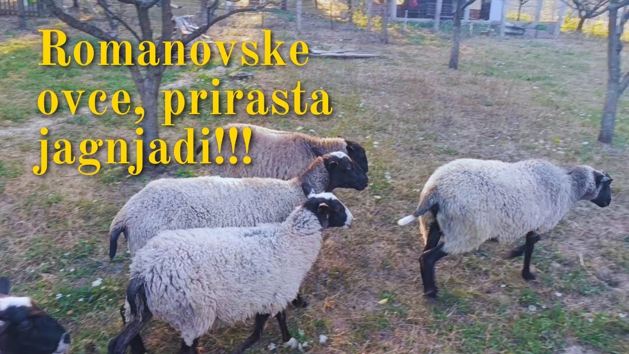 ISTINA O ROMANOVSKIM OVCAMA
