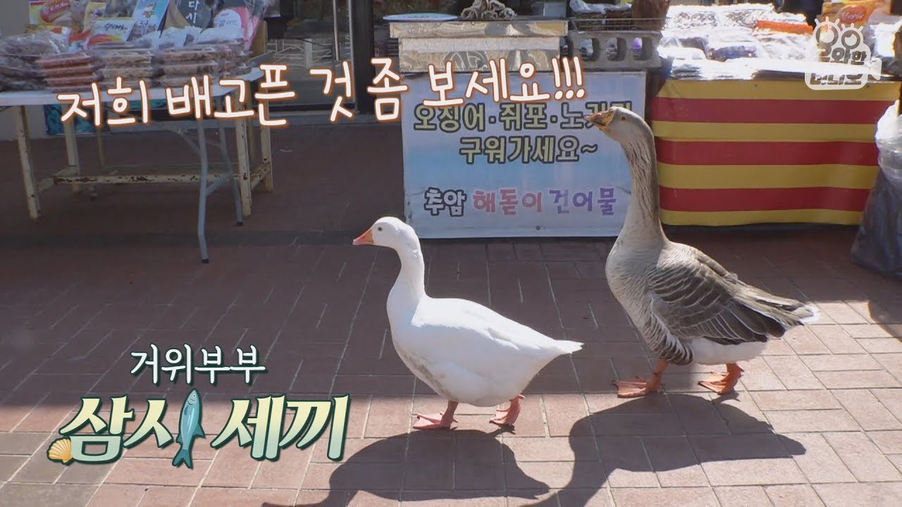 무작정 밥달라고 소리치는 깡패 거위부부