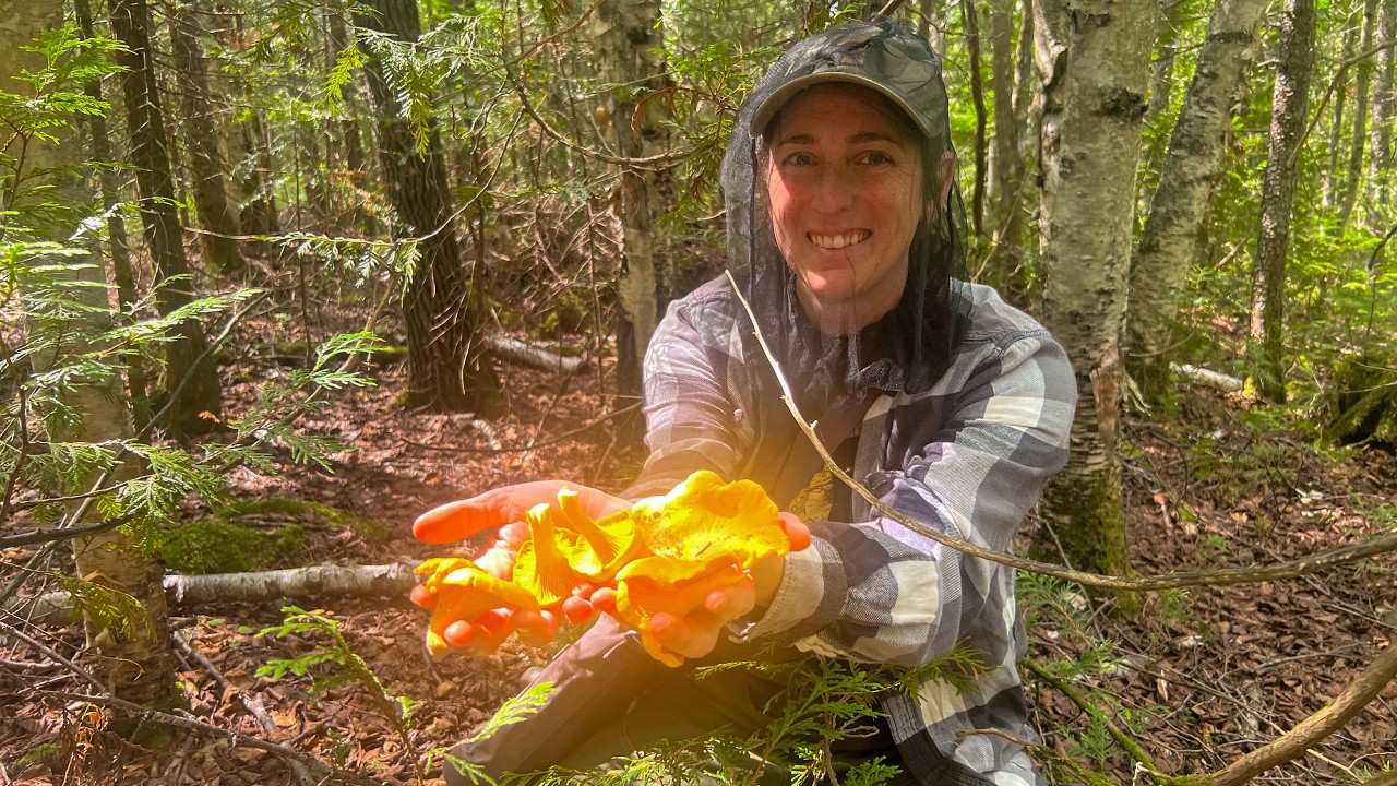 Found a Forest Full of Chanterelles! Mushroom Foraging in Northern Minnesota
