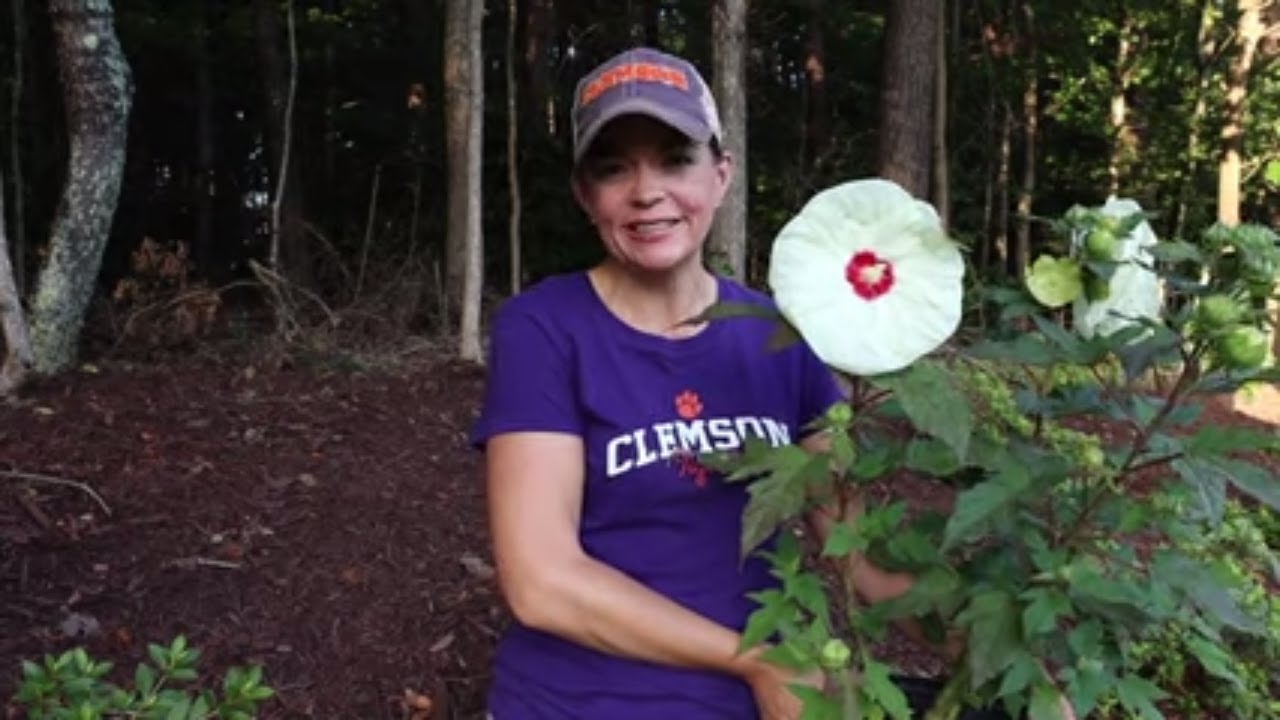 Check Out the New 'French Vanilla' Hardy Hibiscus // Gardening with Creekside