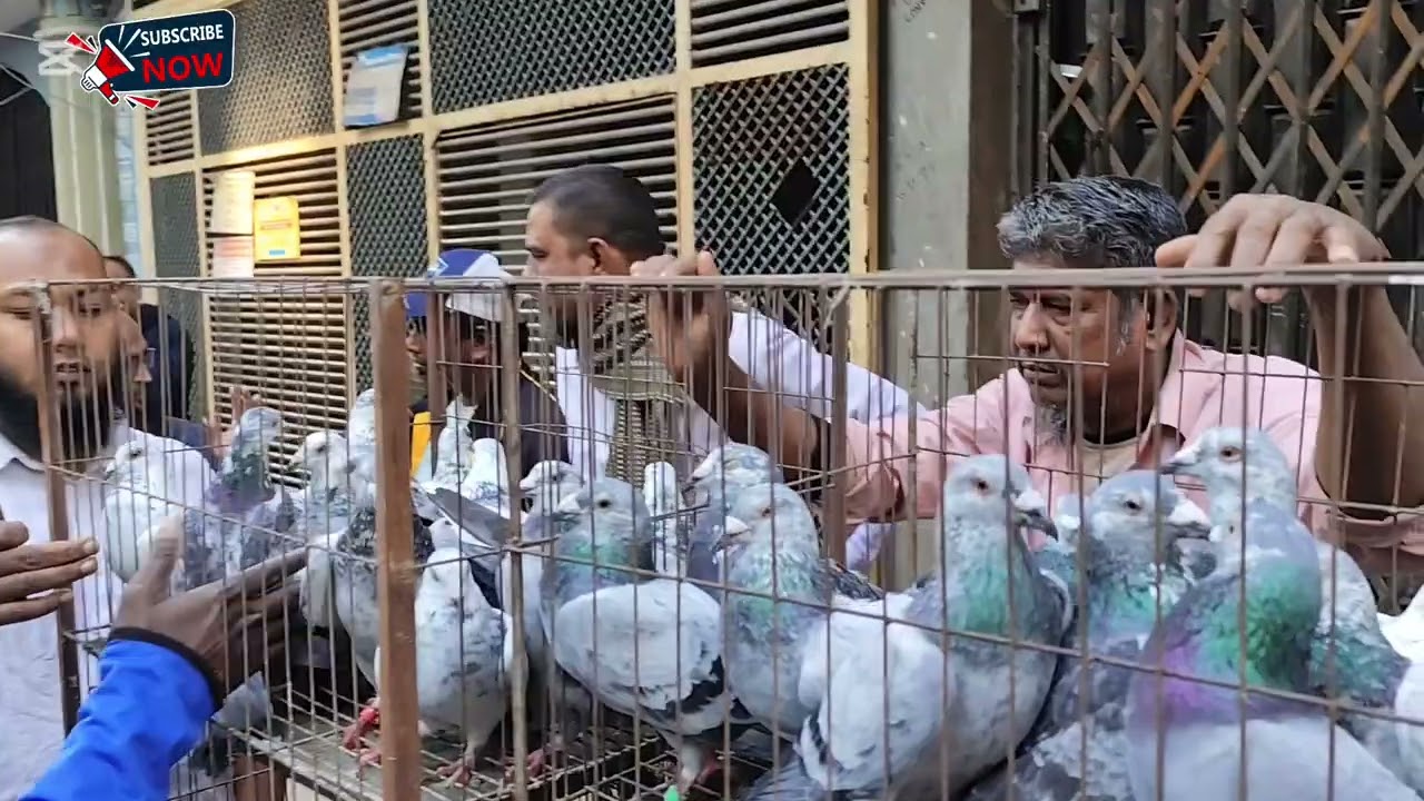 মিরপুর ১ জমজমাট কবুতরের হাট. Dhaka, Bangladesh