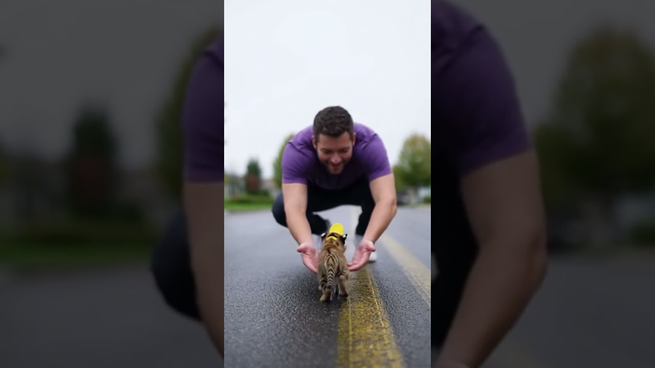 A Tiger Cub That Loves Playing Outside #viral #trending #short
