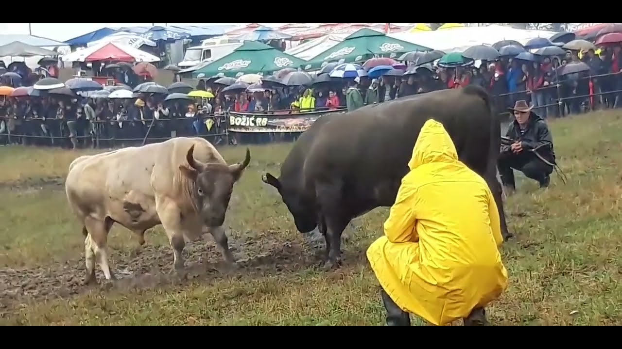 BJELI MARKO - JELENKO