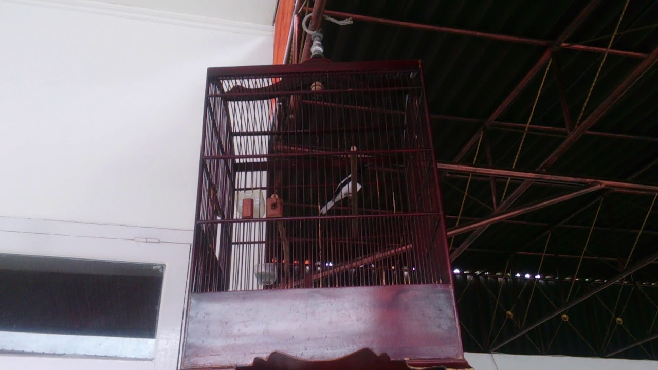 Burung Kacer Terbaik #kicauan #burungmania