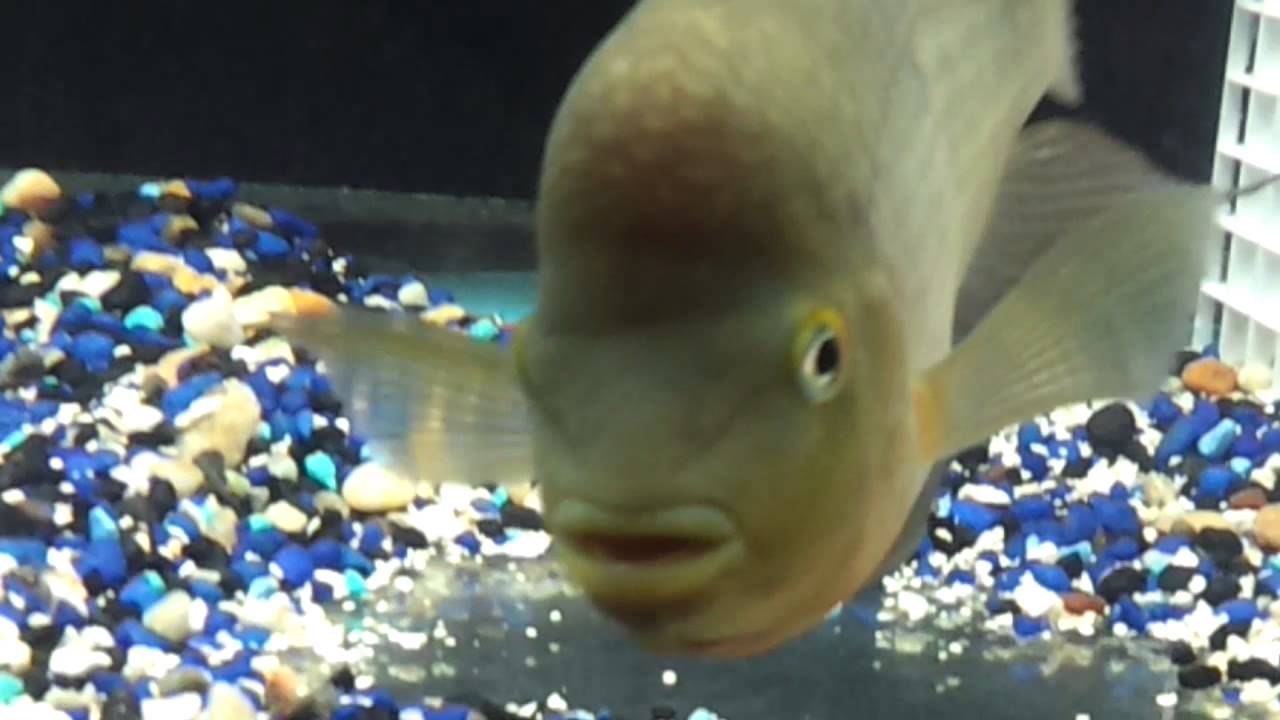 Chancho cichlid