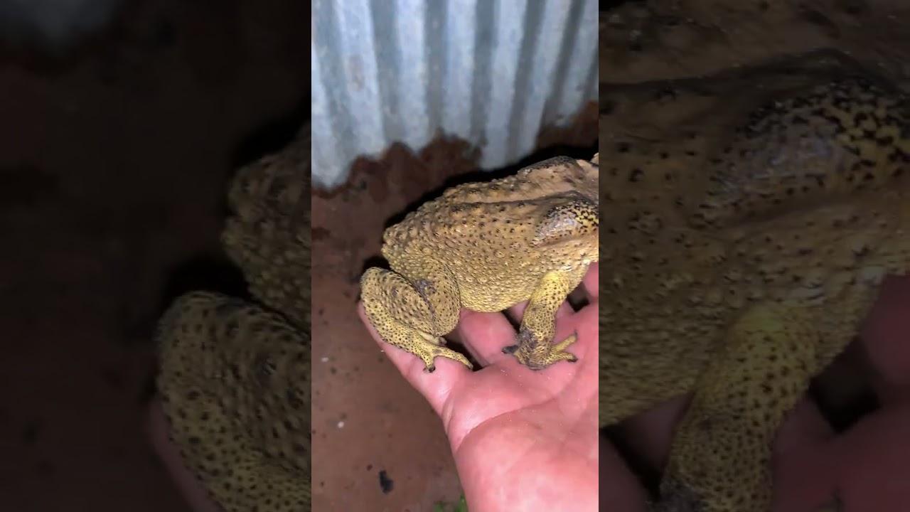 Perfect toad frog sounds at night #wildlife #viral #animal #life #sound #nature #sound #video  #frog