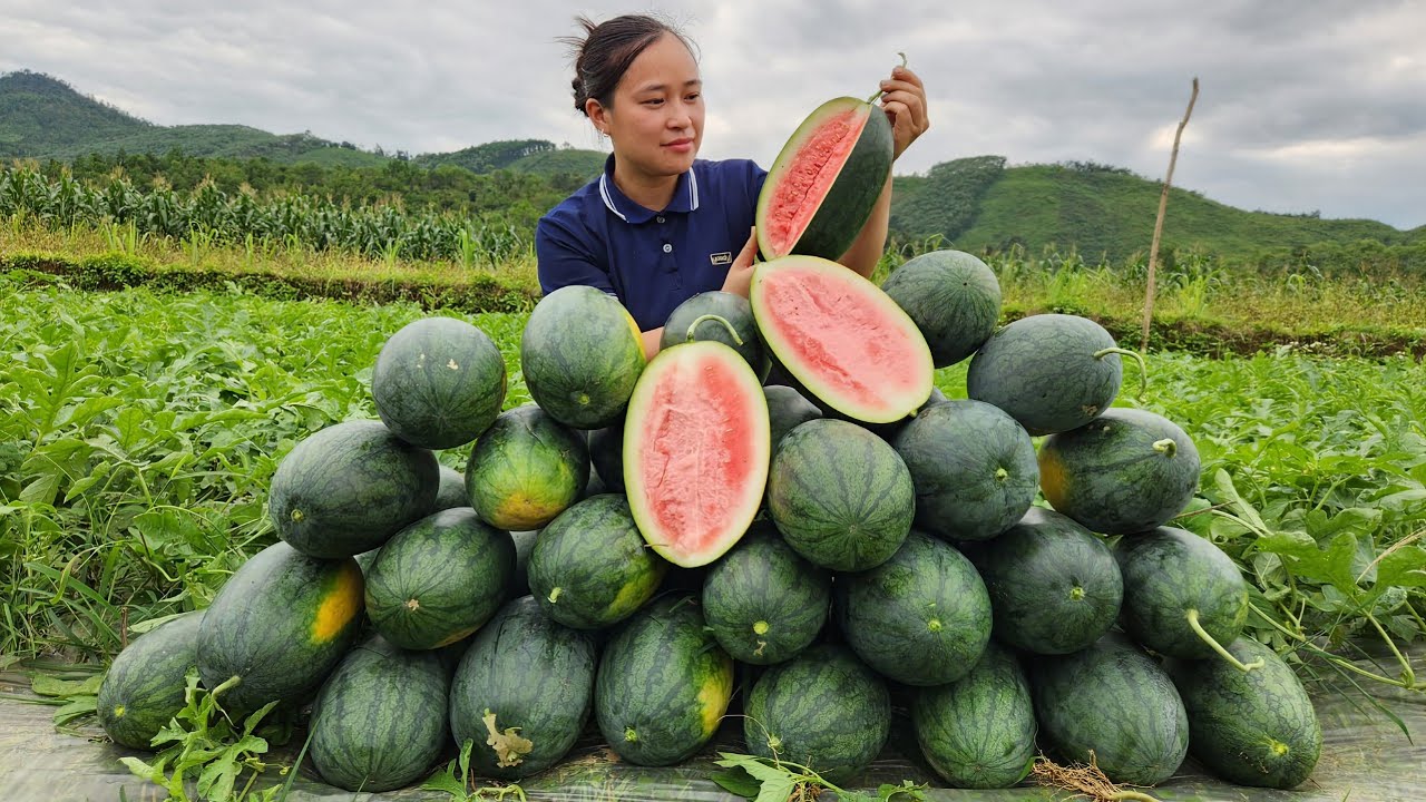 Harvesting Watermelon Fruit Garden goes to the market sell - Gardening | Lý Thị Ca