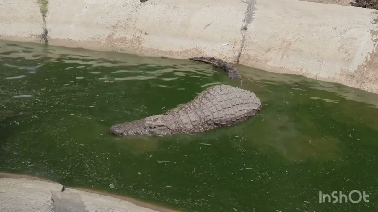 My New Video: Male crocodile very in heat mating, making love with female crocodile (Part 8)~~🐊💘💘🥰.