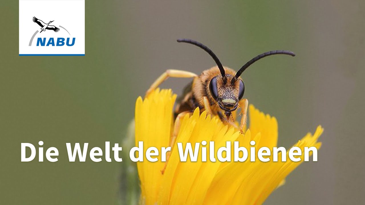 NABU-Experte erklärt die spannende Vielfalt der Bestäuber