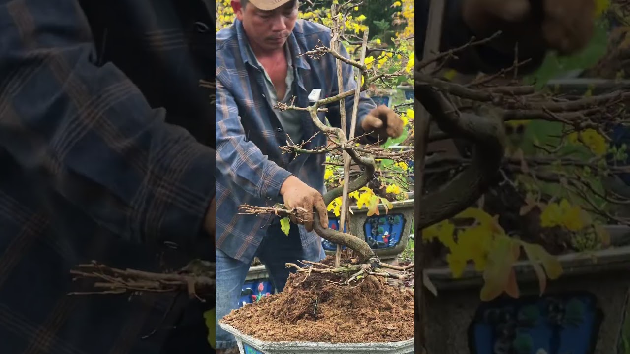 Thay chậu đầu năm cho mai d&aacute;ng long B&igrave;nh Định #bonsai