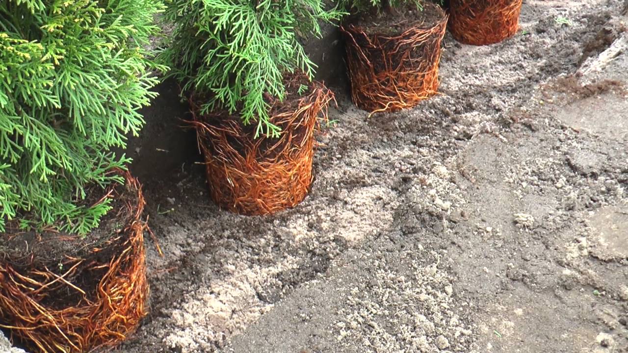Planten van een coniferenhaag