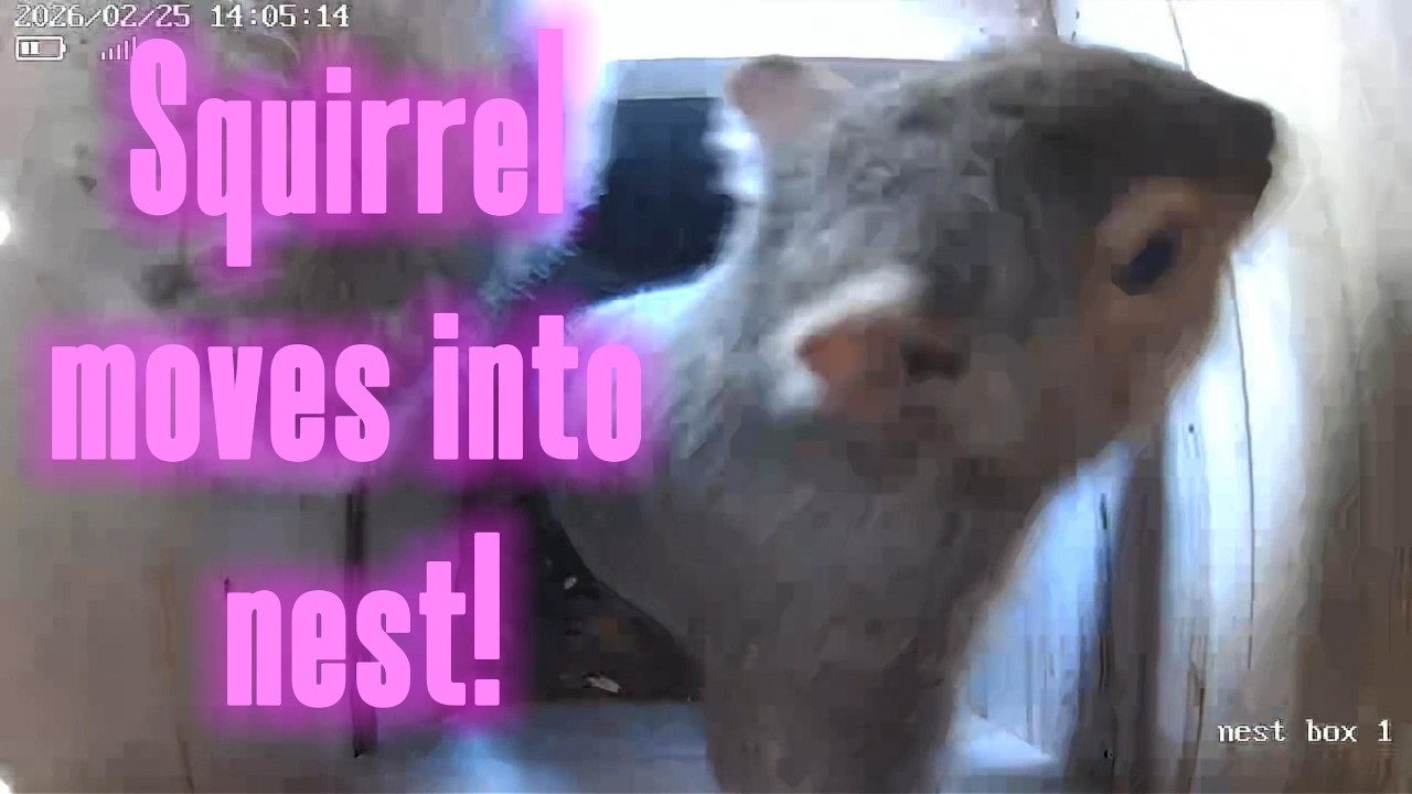 Squirrel nest video#squirrel #wildlife #nest #animals #cute