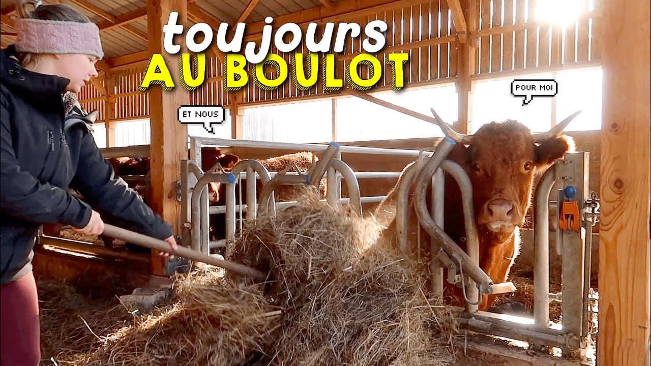 QUELQUES CHANGEMENTS POUR LES ANIMAUX CETTE ANNÉE🎄☃️