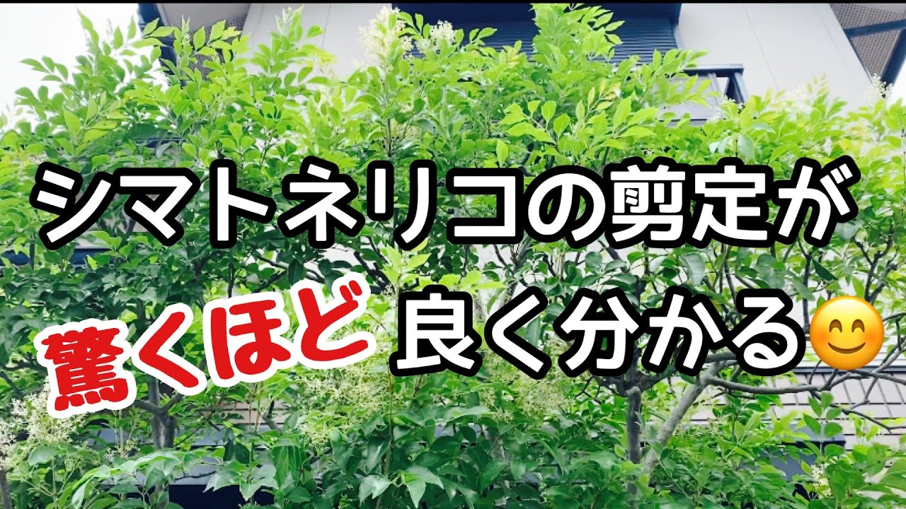 【シマトネリコ剪定】綺麗に美しく仕上げるやり方