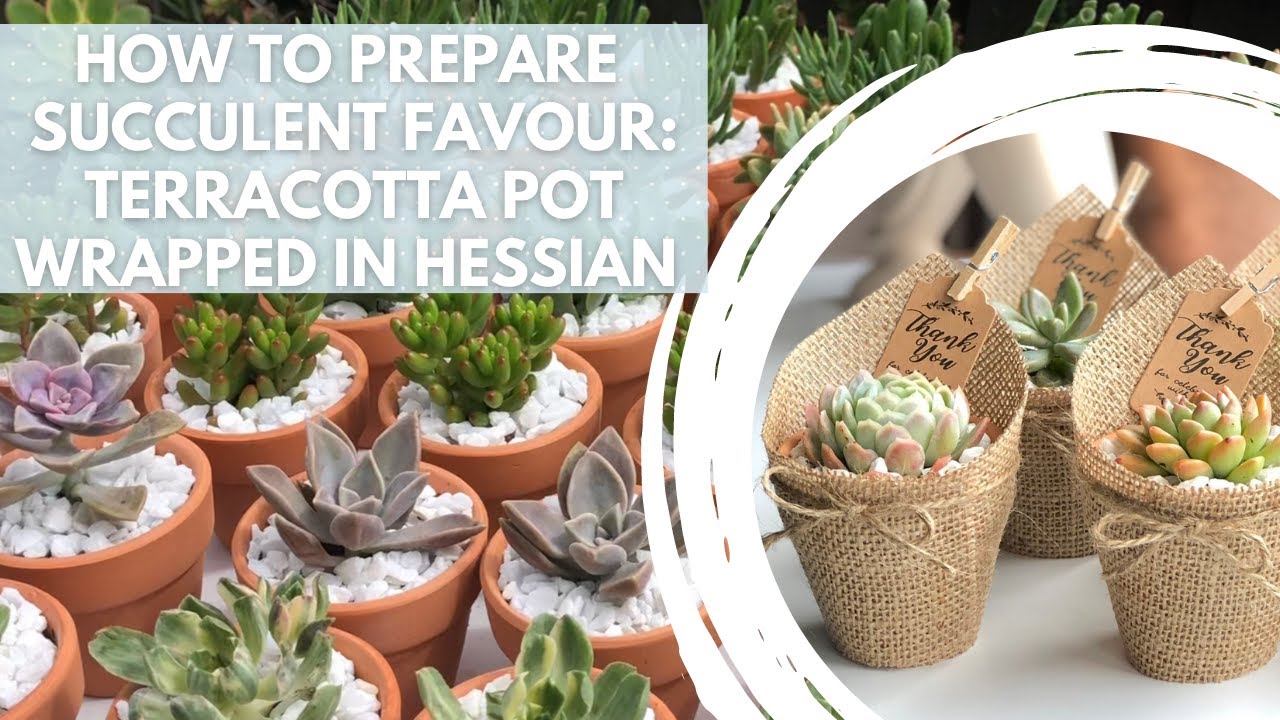 SUCCULENT IN TERRACOTTA POT WRAPPED IN HESSIAN : Rustic look for favours / souvenirs // giveaways