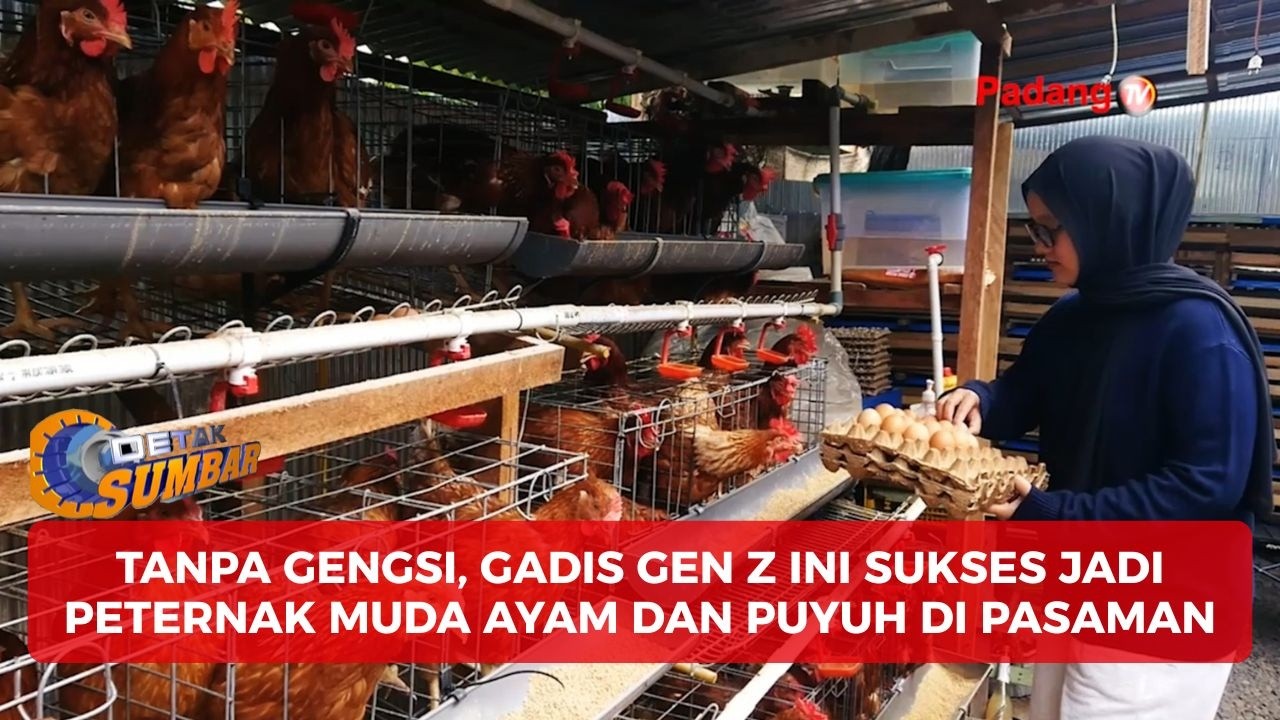 Kisah Inspiratif Gen Z Pasaman, Aurel Sukses Beternak Ayam & Puyuh Raup Jutaan per Bulan