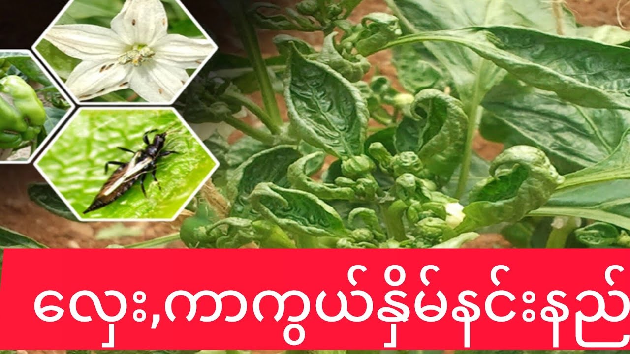 13 December 2024,လှေး(thrips)အကြောင်း သိကောင်းစရာ
