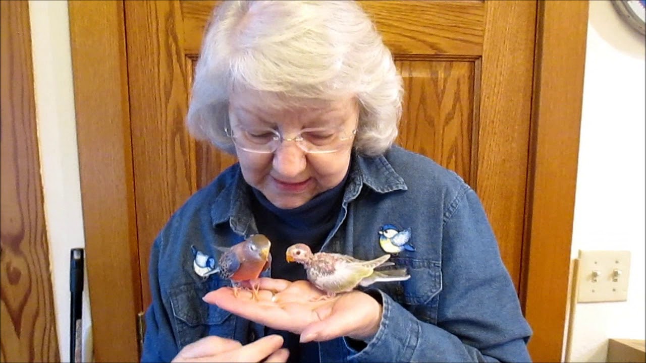 SLOW TO FEATHER -- AN UNUSUAL BOURKE'S PARAKEET BABY