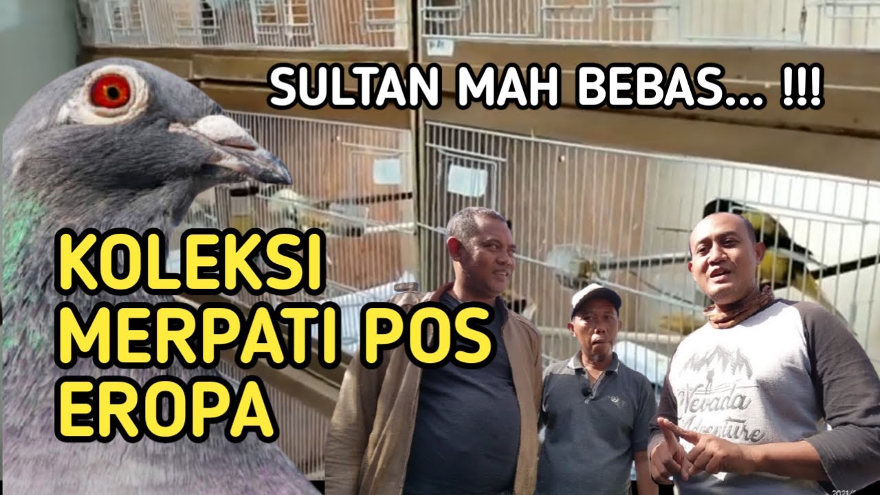 MERPATI POS ANDALUSIAN LOFT IMPOR SEMUA