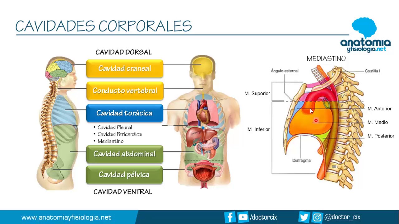 CAVIDADES CORPORALES || Res&uacute;menes de Anatom&iacute;a y Fisiolog&iacute;a