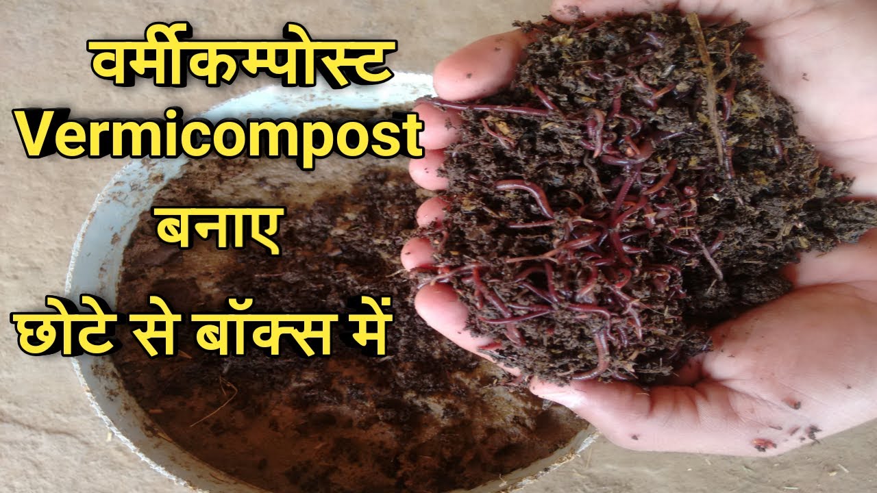 How to make vermicompost in small box/bucket(PART-I) | छोटे से बॉक्स में केंचुआ खाद बनाए ,