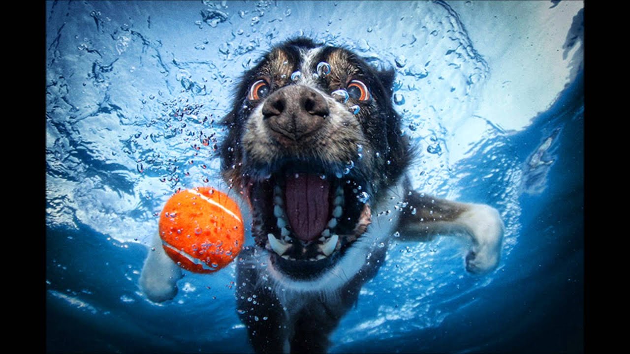 Pictures of Dogs Chasing Balls Underwater