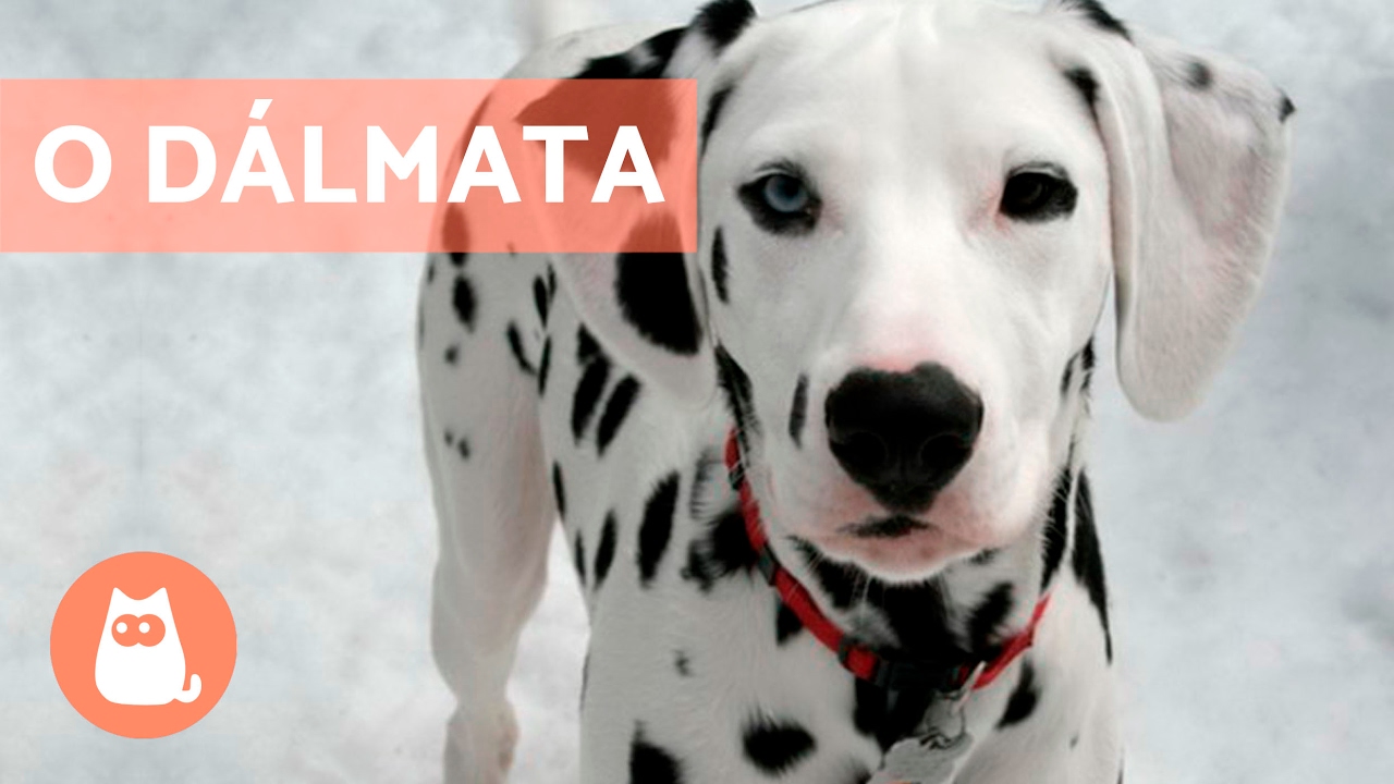 O d&aacute;lmata - Caracter&iacute;sticas e curiosidades! 🐶  🐶