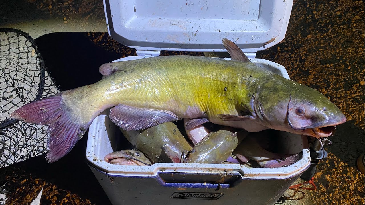 California Aqueduct Fishing for Catfish - Two Coolers Full