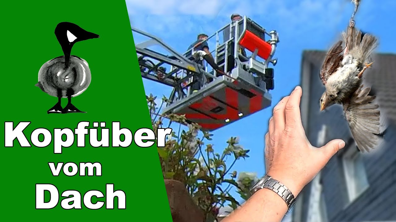 Spatz hängt kopfüber vom Dach - Tiernotruf #309