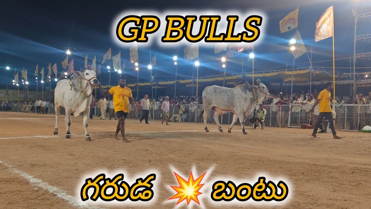 చిలకలూరిపేట న్యూ కేటగిరి 3వ GP BULLS కొండబాటూరు గ్రామం గుంటూరు జిల్లా...