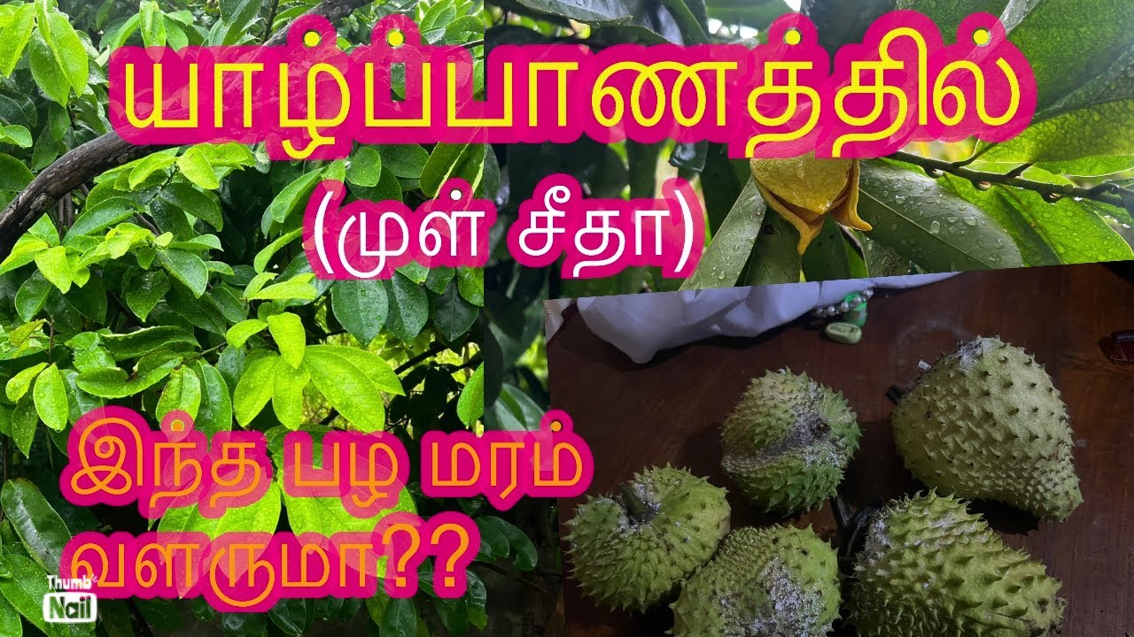 🛑யாழ்பாணத்தில் முள் சீதா தோட்டம்/இந்த மரம் வளருமா??
