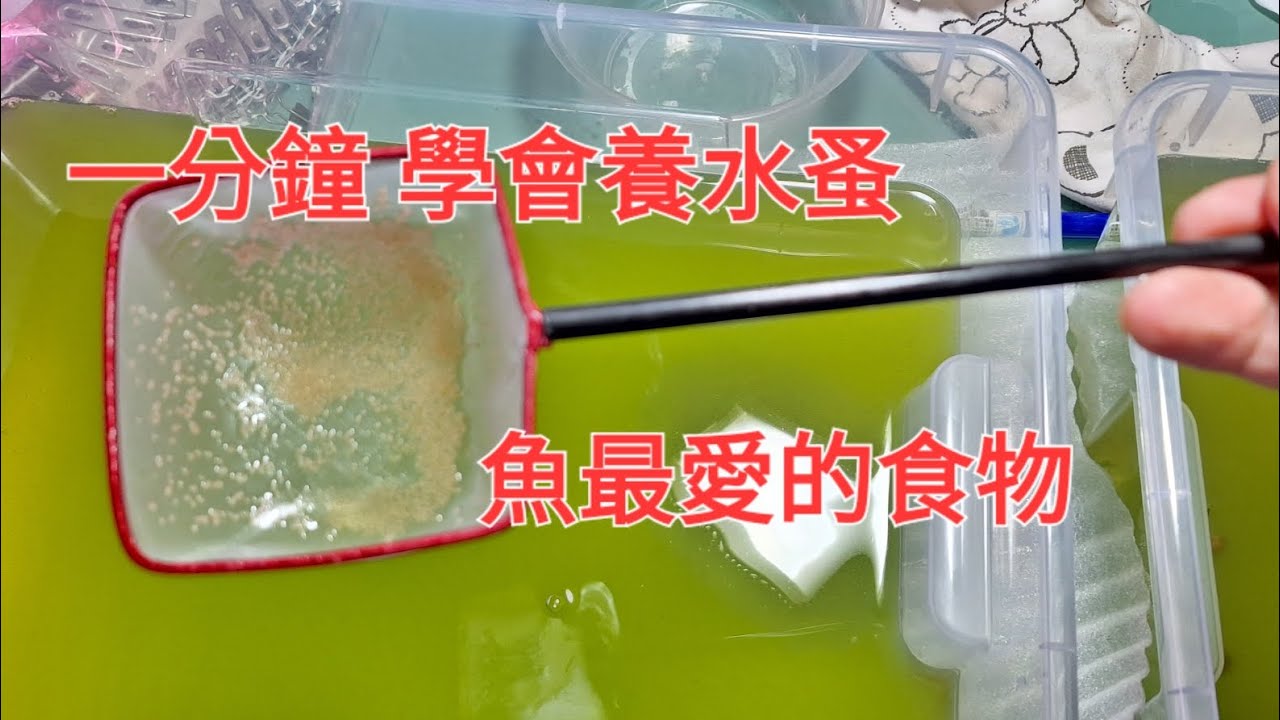 魚最愛的食物 1分鐘學會養水蚤 孔雀魚 燈魚 短鯛 小型魚最愛