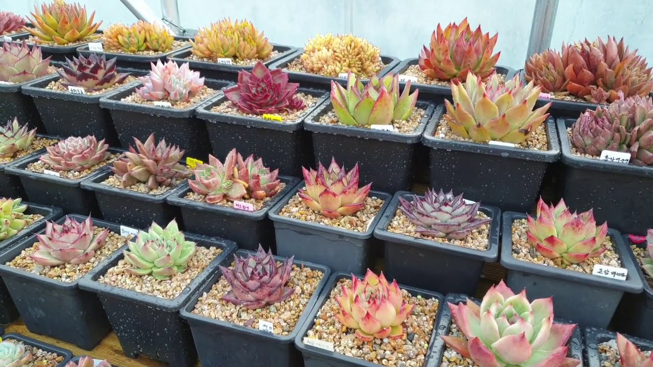 다육식물 창 예쁘고 튼실하게 키우는방법,多肉植物.succulent plant다육식물