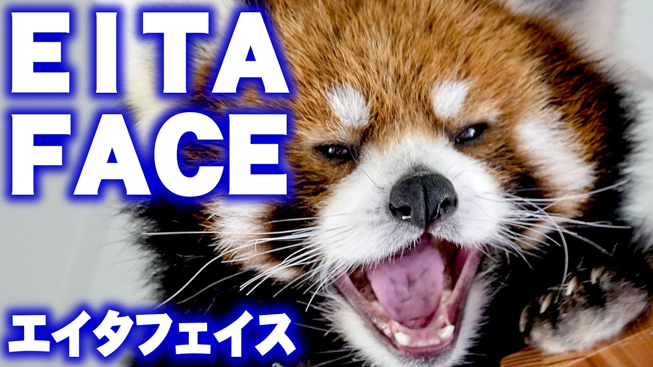 【レッサーパンダ】エイタフェイス　EITAFACE 2015-2020　Red Panda EITA at Maruyama Zoo