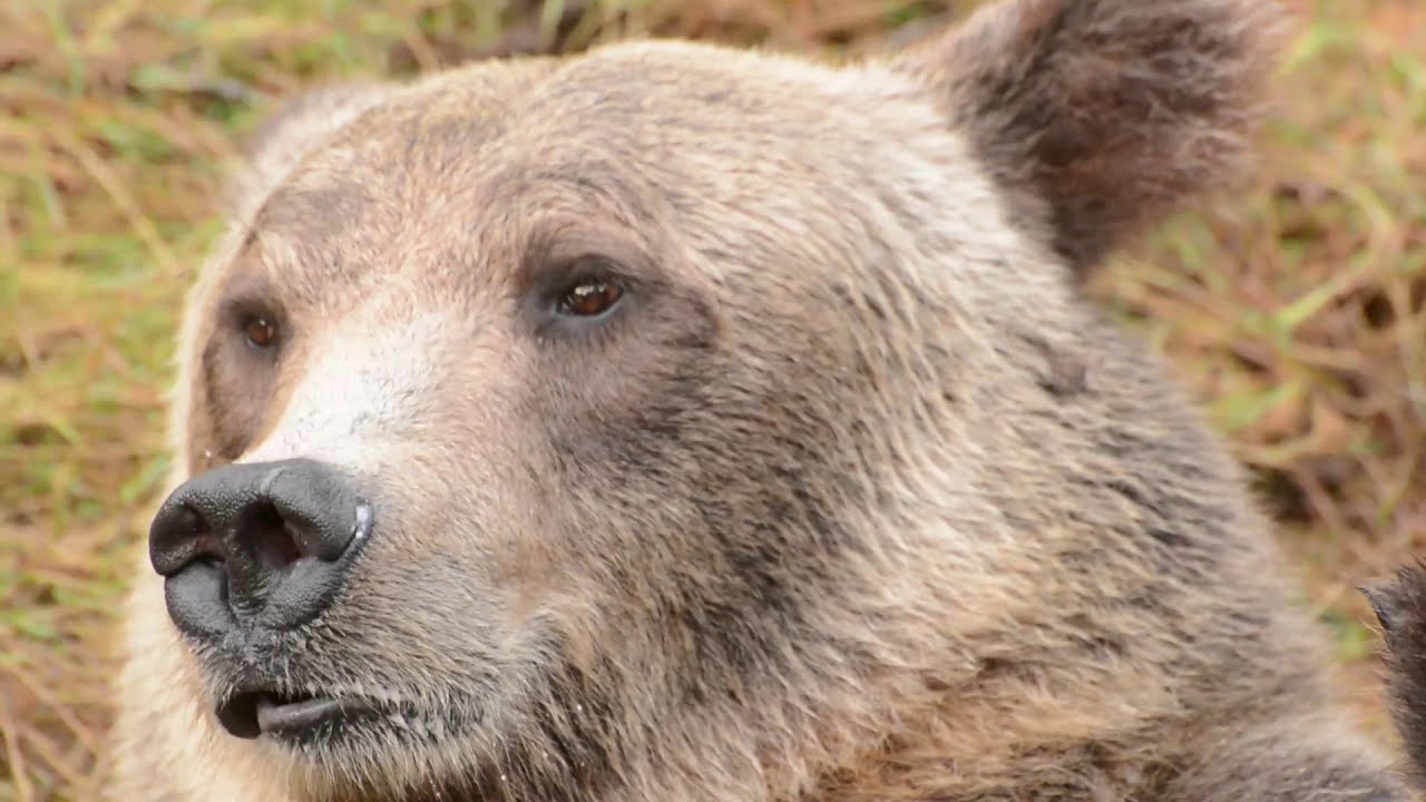 Grizzly Bear mother nursing her cubs up close in the Great Bear Rainforest.