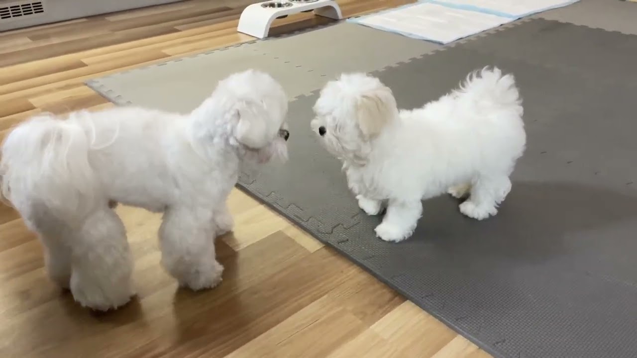 We gave our Maltese Dog a Brother... This is what happened! 🐶