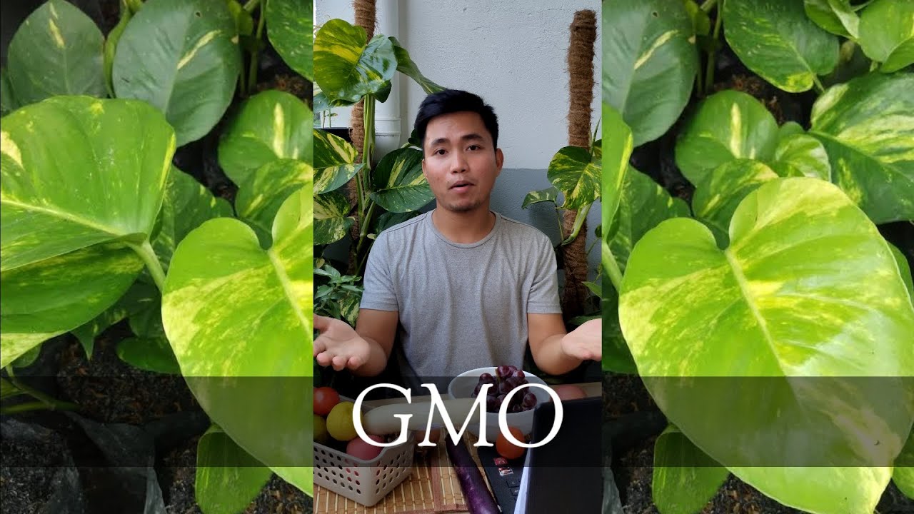 Genetically Modified Organisms (GMO)
