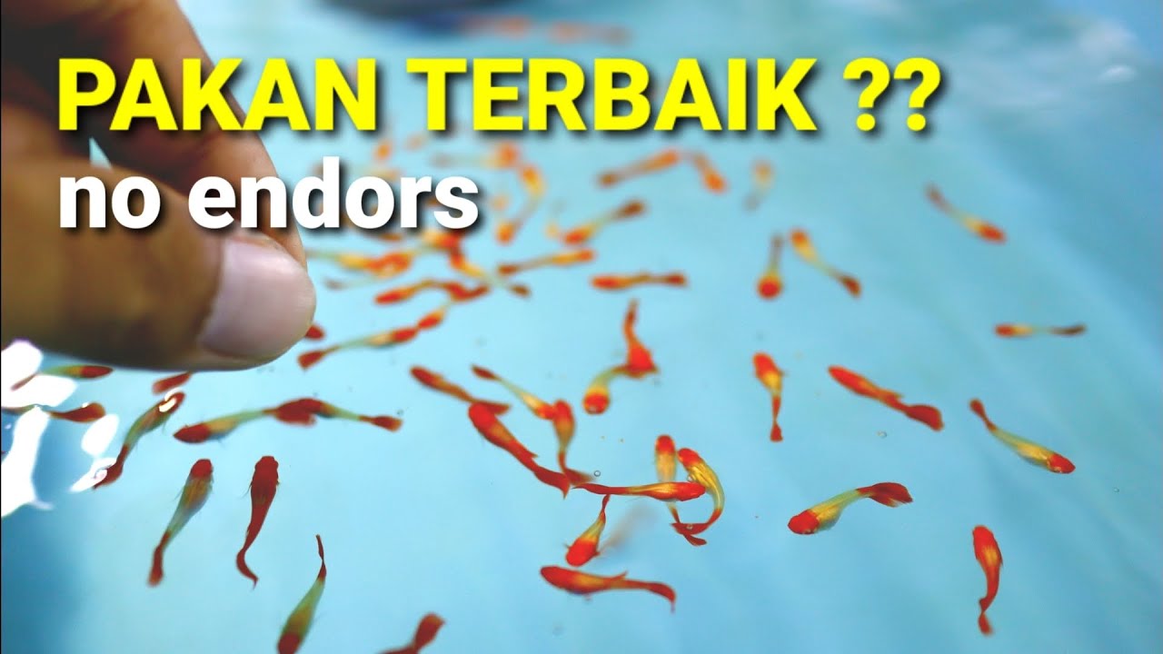 KOMBINASI PAKAN TERBAIK UNTUK WARNA DAN BODY GUPPY
