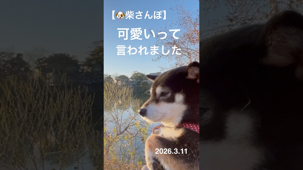 【可愛いって言われました】🐶【柴さんぽ】（26.3.11）【しあわせを知った柴犬のお話し】
