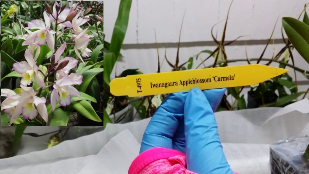 Orchid Unboxing: Growing My Cattleya Collection, From Carmela Orchids