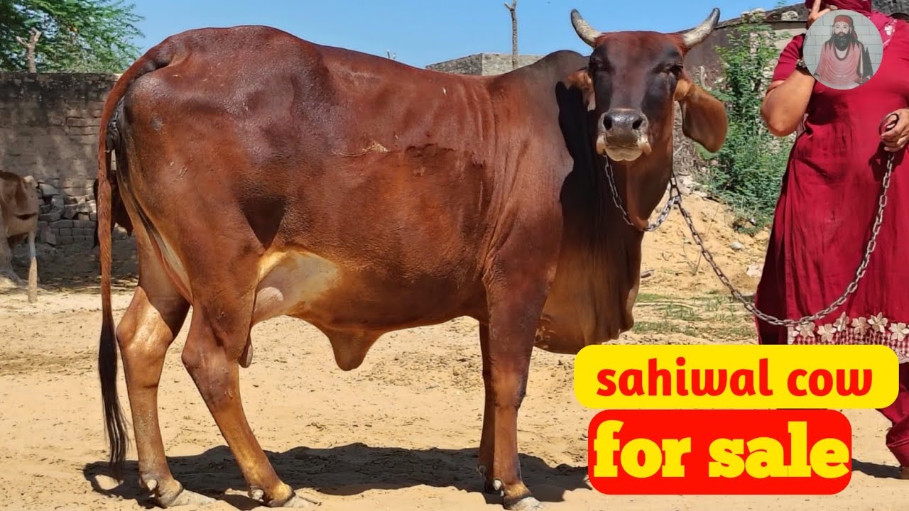 s🙏🙏 ( desi cows ) ( dadadolhadairyfarm )