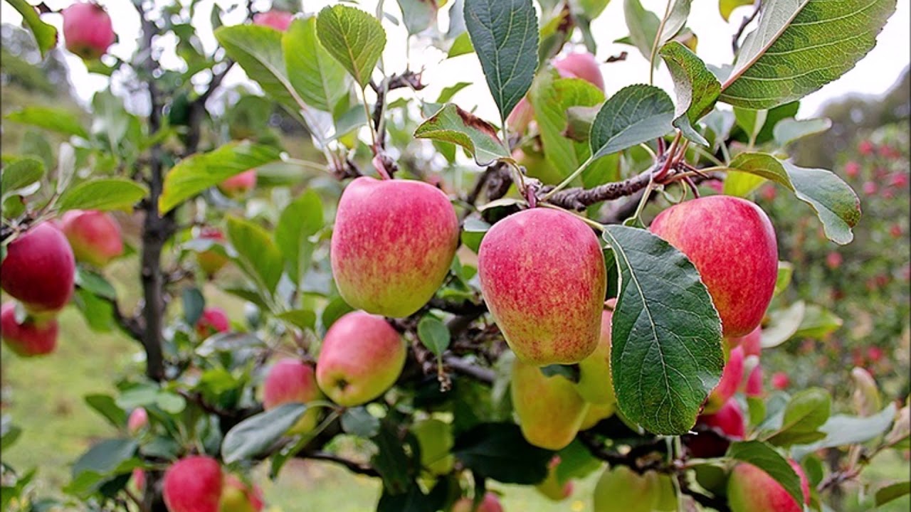 ARBOLITO DE MANZANA  -  SUSANITA ANCASHINA