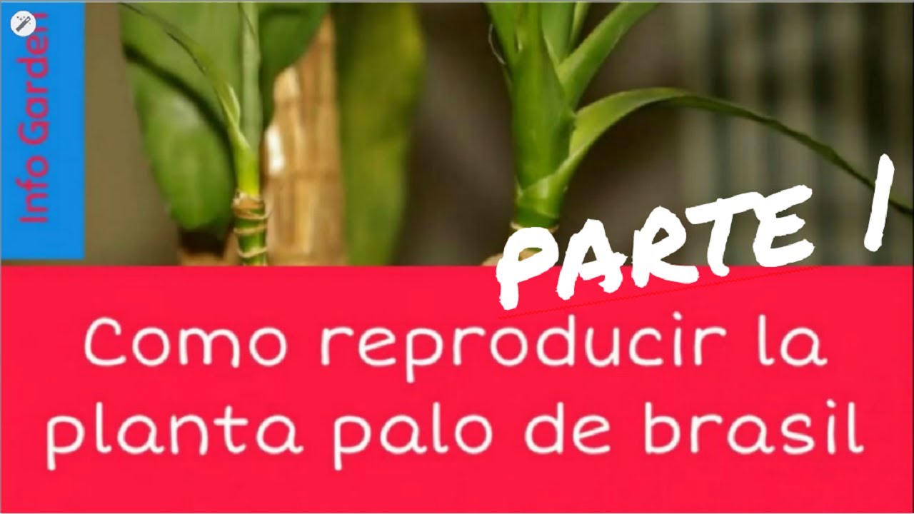 Como reproducir la planta palo de brasil- cuidado del palo de brasil PARTE 1