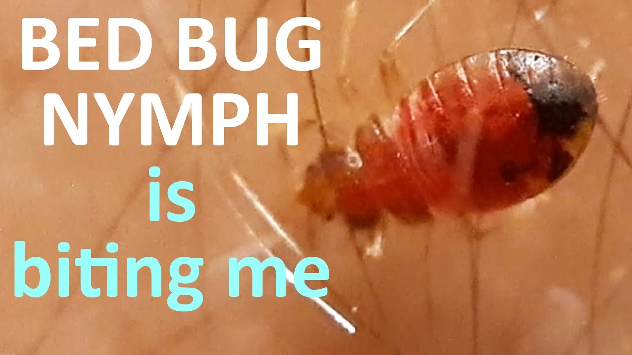 How does the bed bug nymph bite me and what do I feel through this bite?