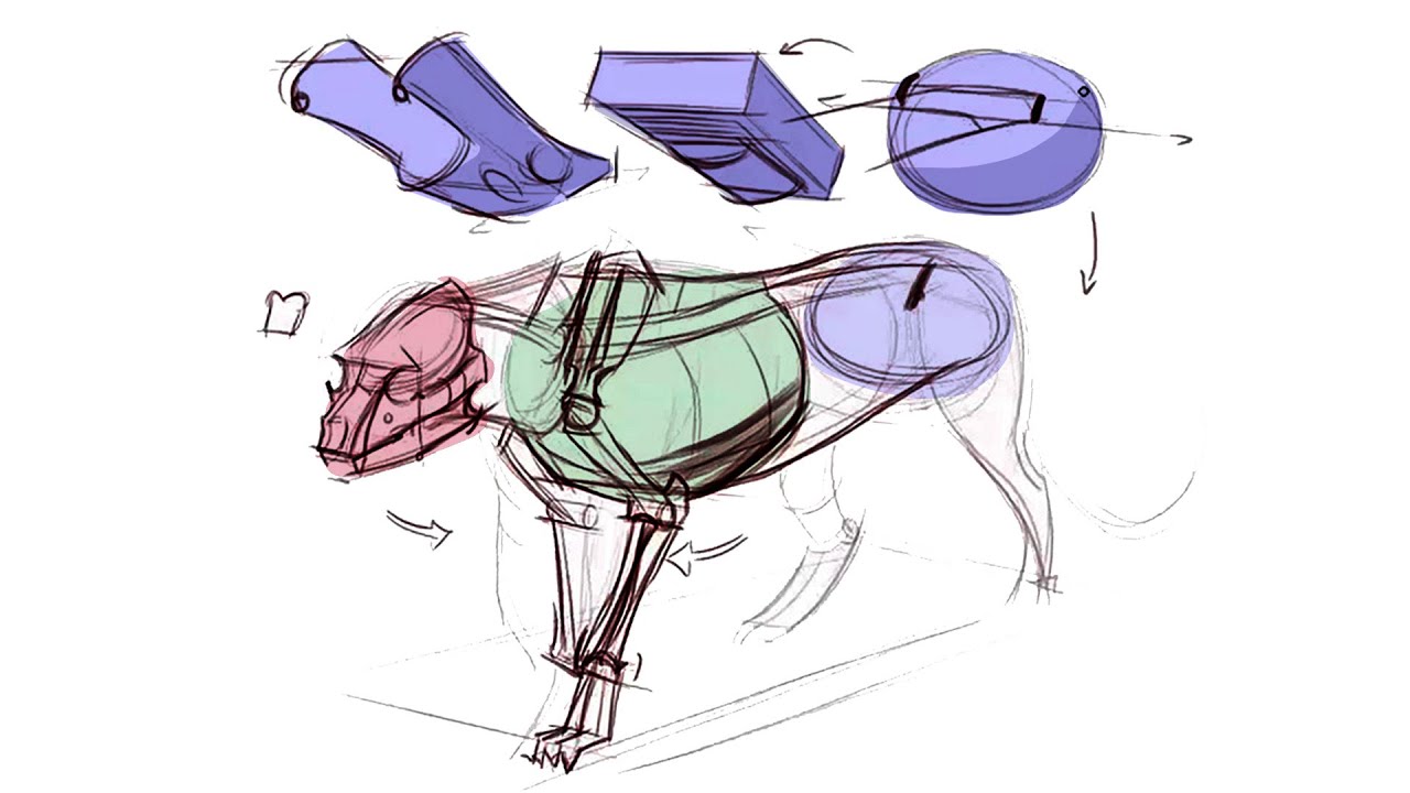 How to draw ANY animal